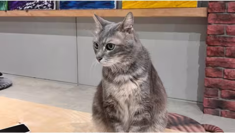 可愛貓咪